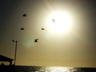 grange beach -adelaide