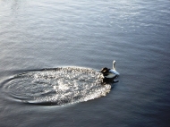 pelican